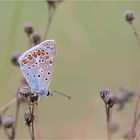 Hauhechel-Bläuling (Polyommatus icarus)