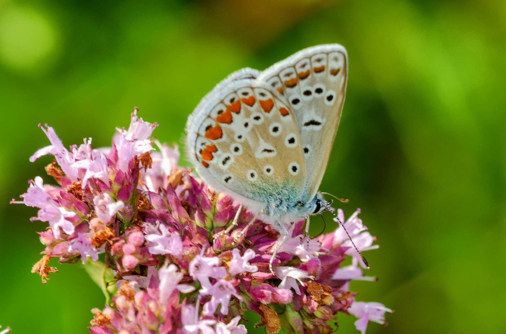 Hauhechel-Bläuling (Polyommatus icarus)