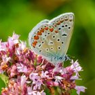 Hauhechel-Bläuling (Polyommatus icarus)