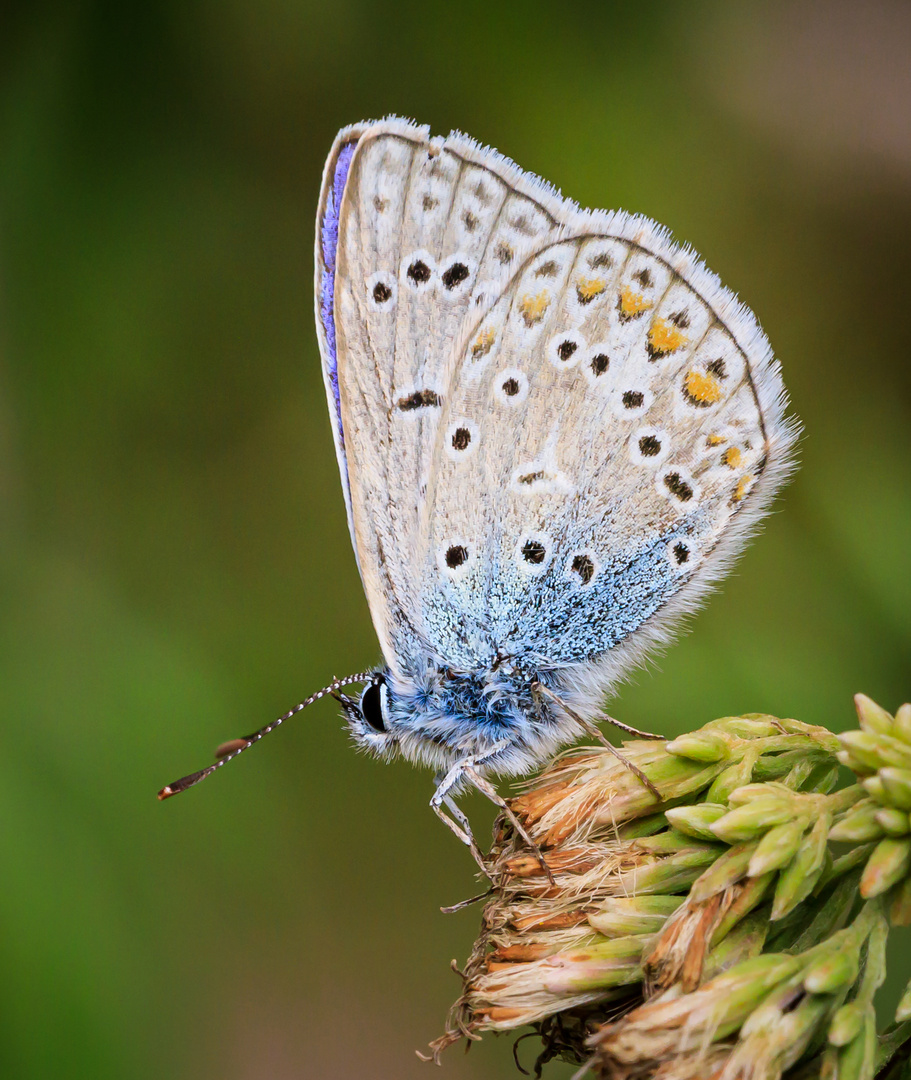 Hauhechel-Bläuling (Polyommatus icarus)