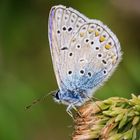 Hauhechel-Bläuling (Polyommatus icarus)