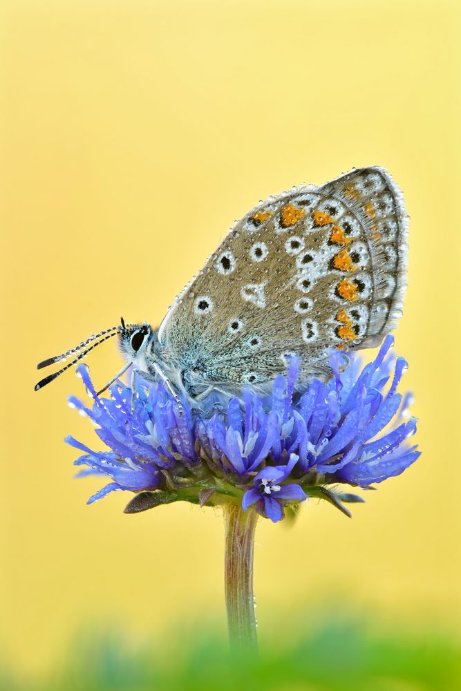 Hauhechel-Bläuling - Polyommatus icarus #3