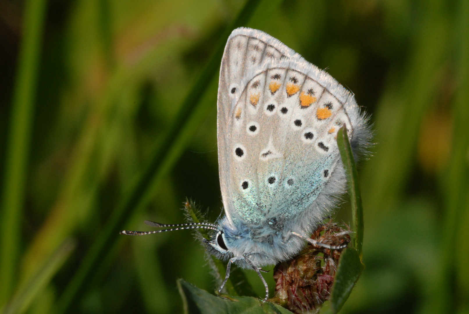 ,, Hauhechel - Bläuling ( Polyommatus icarus ) 3 ,,