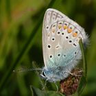 ,, Hauhechel - Bläuling ( Polyommatus icarus ) 3 ,,