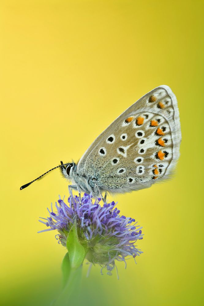 Hauhechel-Bläuling - Polyommatus icarus