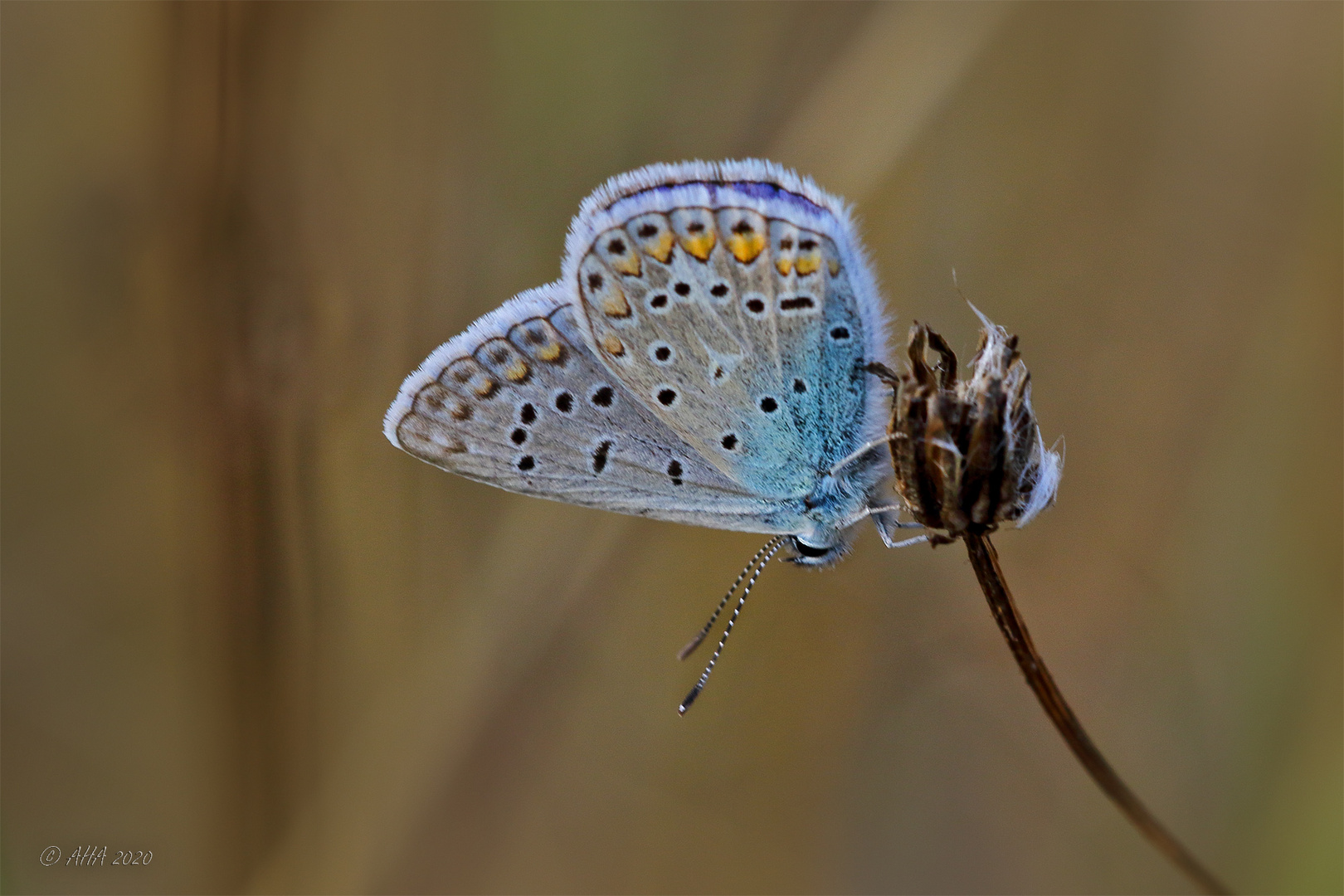 Hauhechel-Bläuling (Polyommatus icarus)