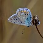 Hauhechel-Bläuling (Polyommatus icarus)