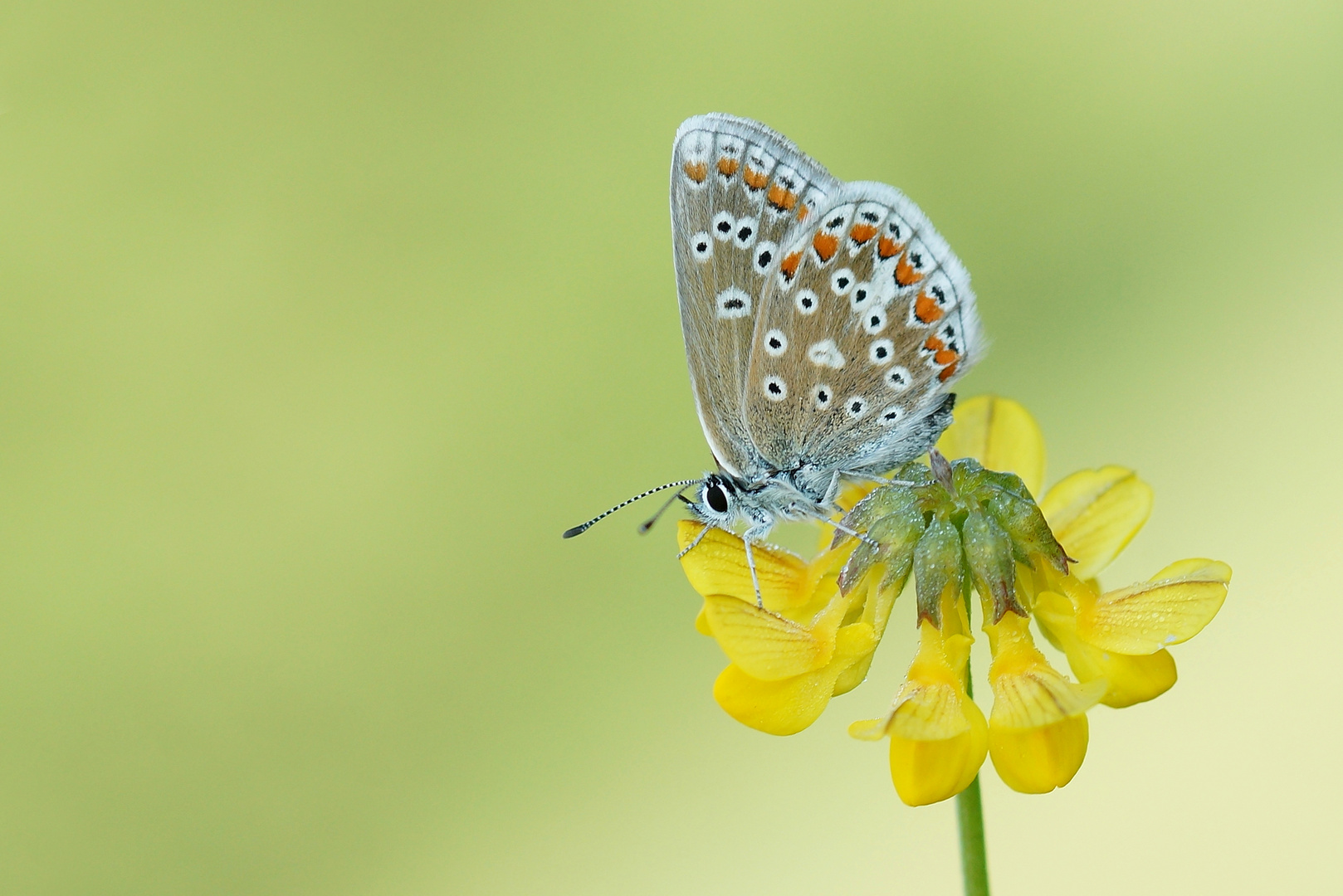 Hauhechel-Bläuling Polyommatus icarus