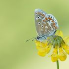 Hauhechel-Bläuling Polyommatus icarus