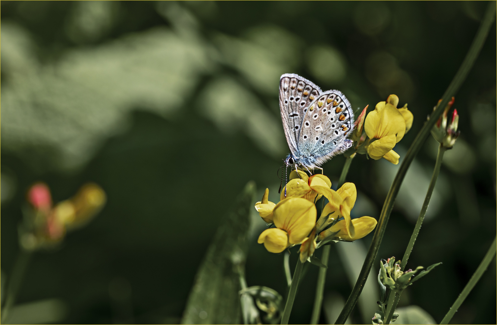 Hauhechel-Bläuling, Polyommatus icarus