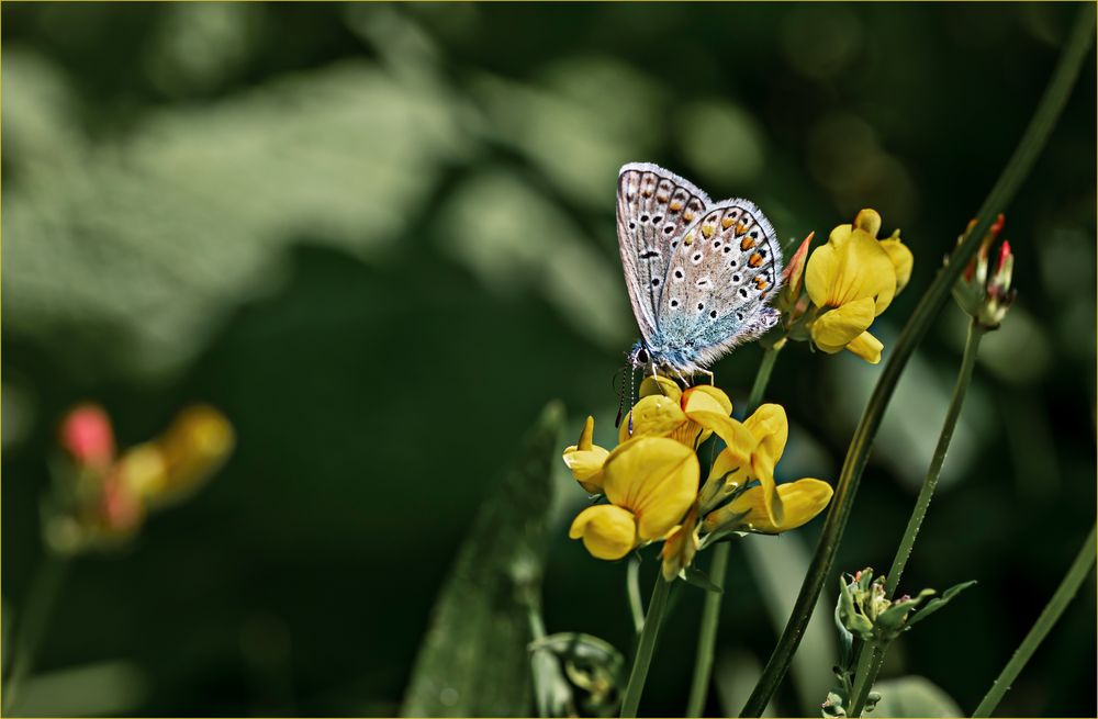 Hauhechel-Bläuling, Polyommatus icarus