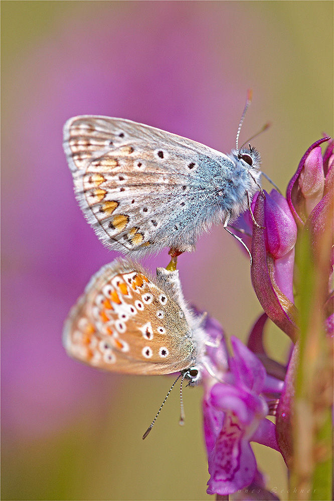 Hauhechel-Bläuling (Polyommatus icarus)