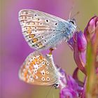 Hauhechel-Bläuling (Polyommatus icarus)