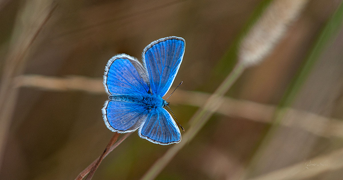 Hauhechel-Bläuling (Polyommatus icarus)