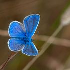 Hauhechel-Bläuling (Polyommatus icarus)