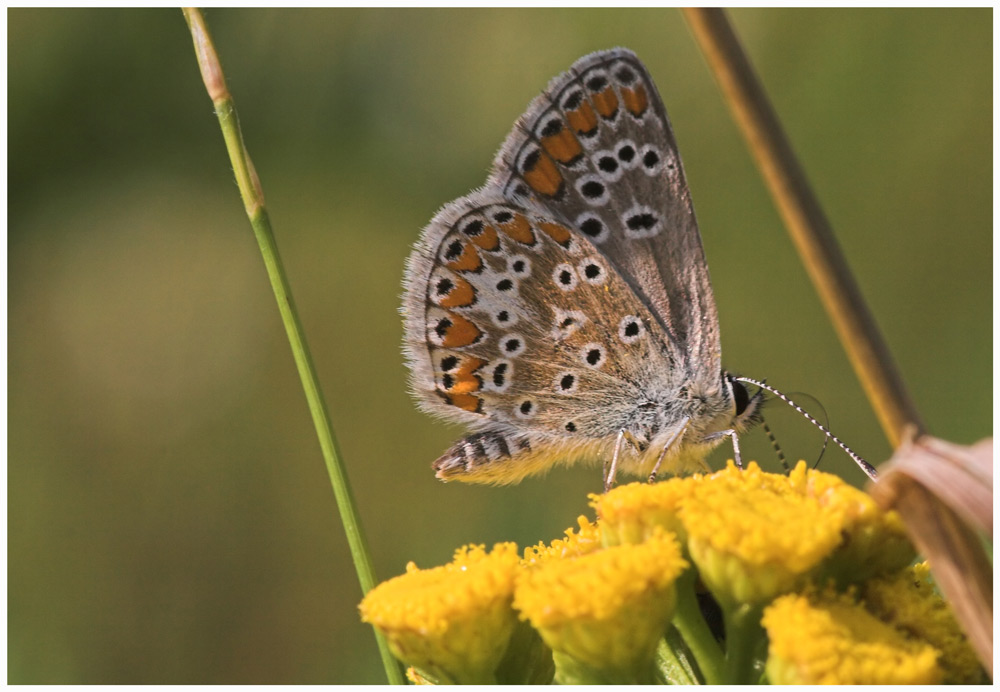 Hauhechel-Bläuling (Polyommatus icarus)