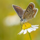 Hauhechel-Bläuling ( Polyommatus icarus ) 