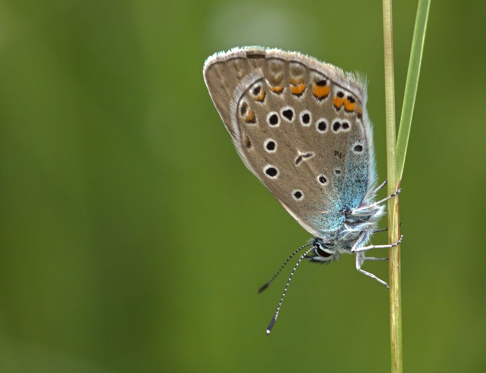 Hauhechel-Bläuling (Polyommatus icarus)