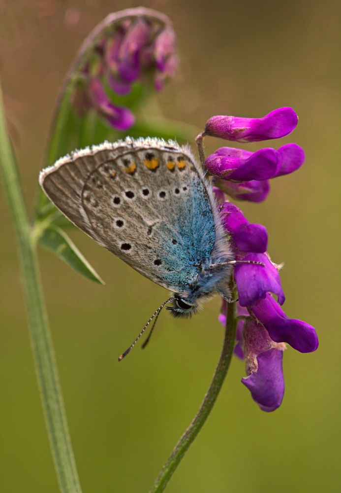 Hauhechel-Bläuling (Polyommatus icarus) ...