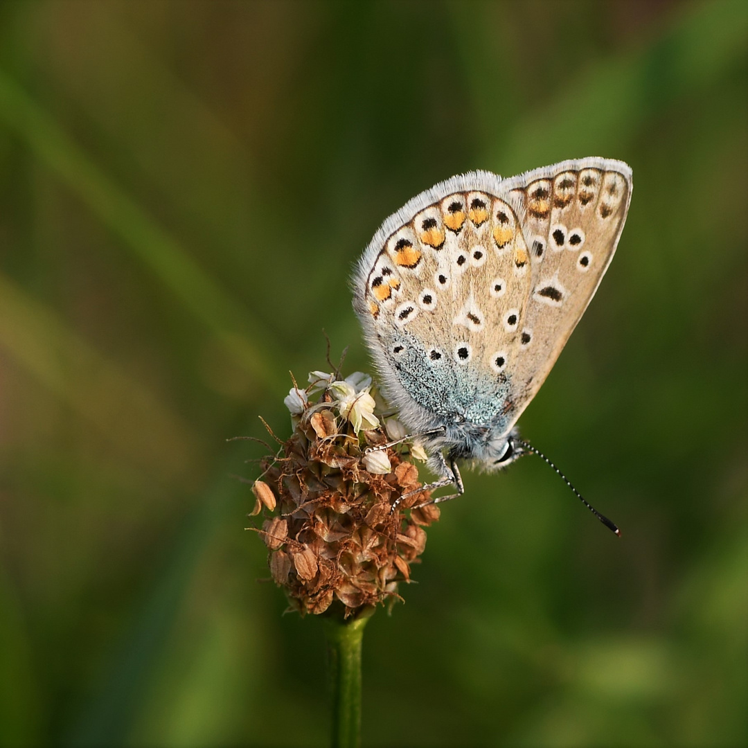 Hauhechel Bläuling (Polyommatus icarus)