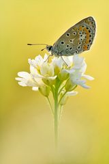 Hauhechel-Bläuling - Polyommatus icarus #4