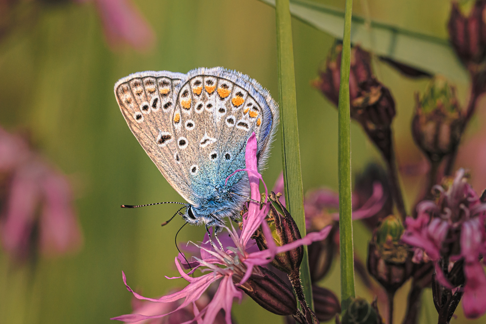 Hauhechel-Bläuling (Polyommatus icarus).