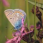 Hauhechel-Bläuling (Polyommatus icarus).