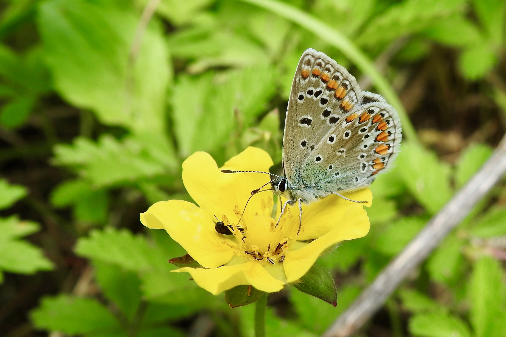 Hauhechel-Bläuling - Polyommatus icarus