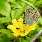 Hauhechel-Bläuling - Polyommatus icarus