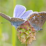 Hauhechel - Bläuling (Polyommatus icarus)