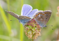 Hauhechel - Bläuling (Polyommatus icarus)