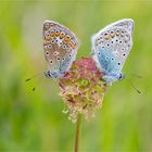 Hauhechel - Bläuling (Polyommatus icarus)