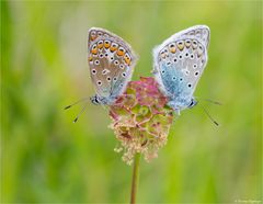 Hauhechel - Bläuling (Polyommatus icarus)