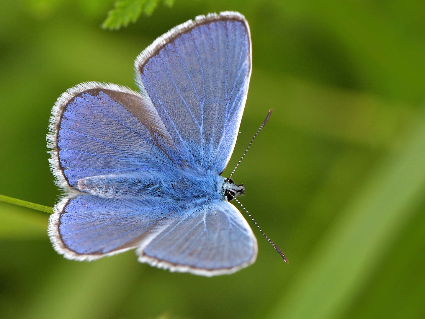 Hauhechel-Bläuling (Polyommatus icarus)