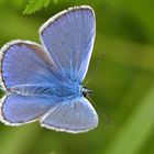 Hauhechel-Bläuling (Polyommatus icarus)