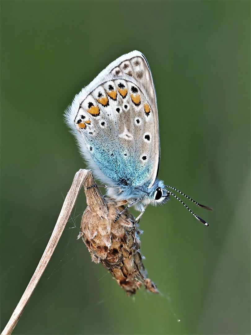 Hauhechel-Bläuling, (Polyommatus-icarus)