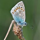 Hauhechel-Bläuling, (Polyommatus-icarus)