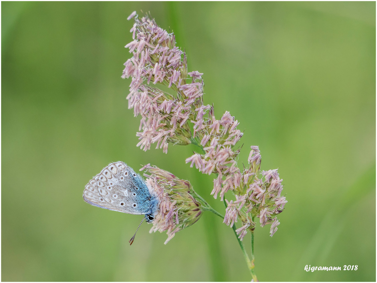 hauhechel-bläuling (polyommatus icarus).....