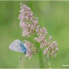 hauhechel-bläuling (polyommatus icarus).....