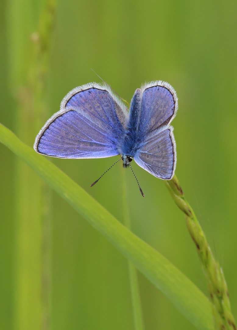 Hauhechel-Bläuling (Polyommatus icarus)