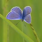 Hauhechel-Bläuling (Polyommatus icarus)