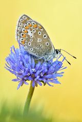 Hauhechel-Bläuling - Polyommatus icarus #5