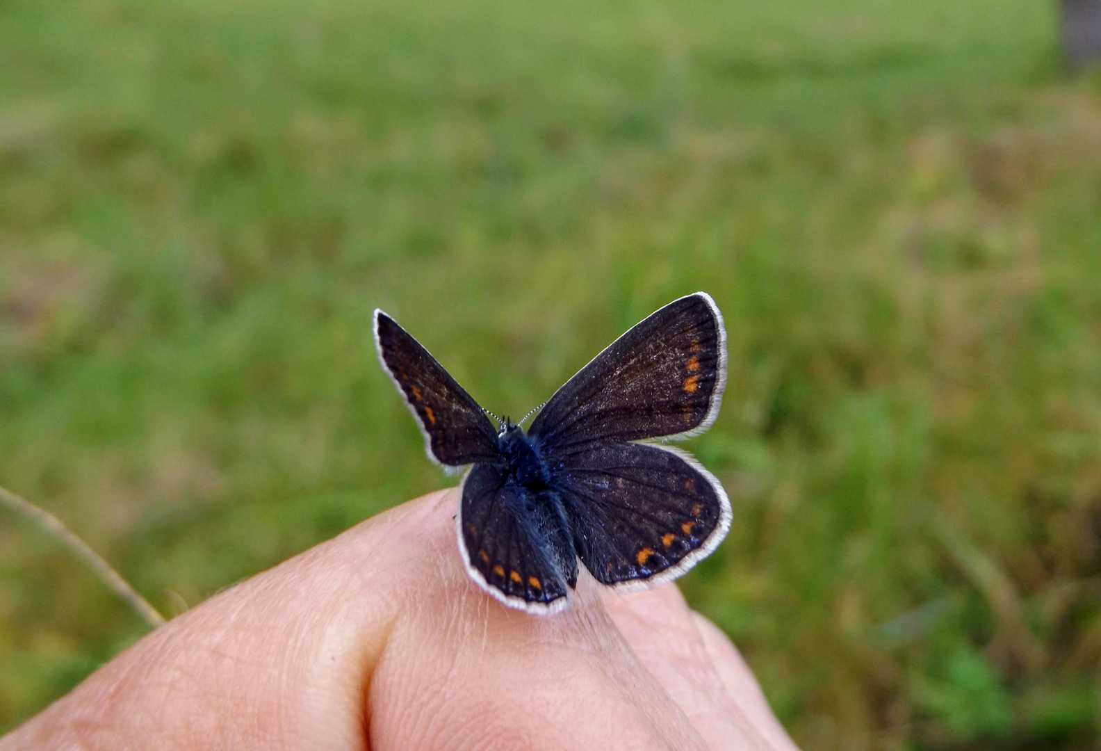  Hauhechel-Bläuling (Polyommatus icarus)