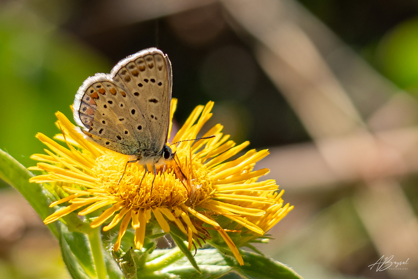 Hauhechel-Bläuling (Polyommatus icarus)