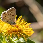 Hauhechel-Bläuling (Polyommatus icarus)