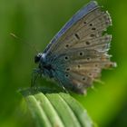 Hauhechel-Bläuling (Polyommatus icarus)