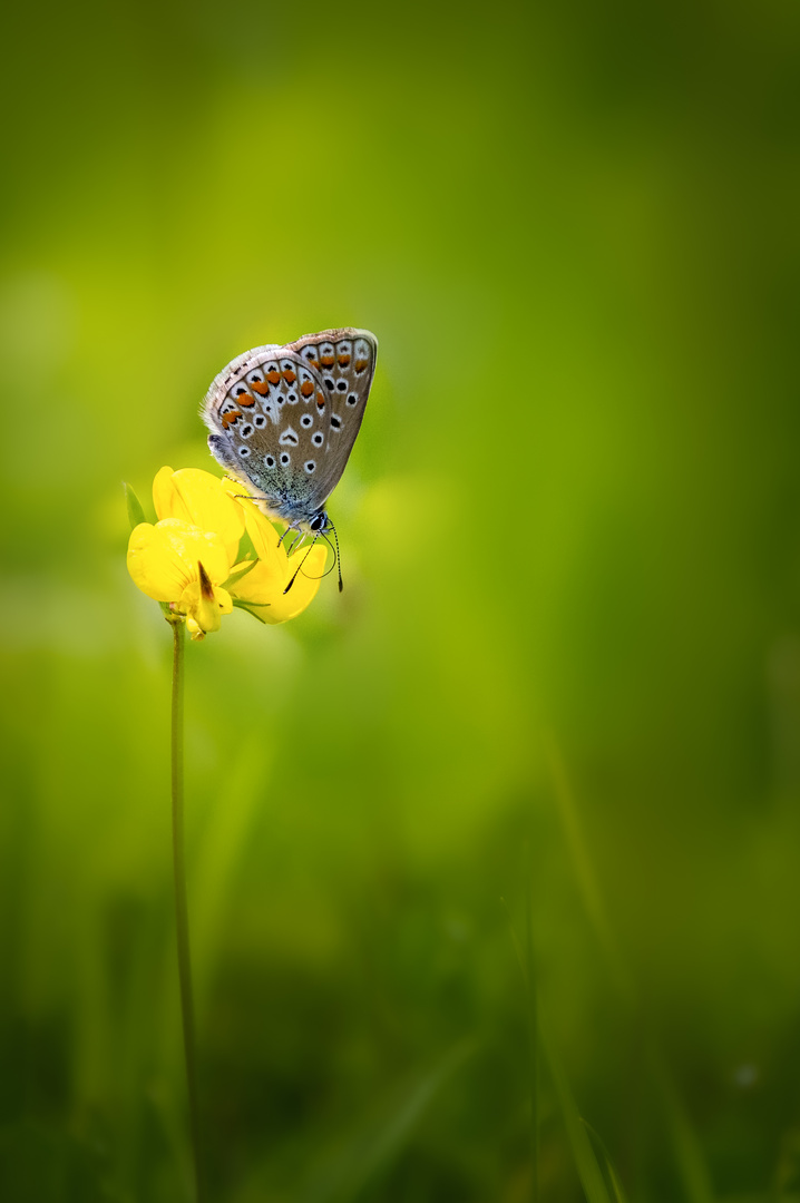 Hauhechel-Bläuling - Polyommatus icarus