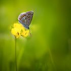 Hauhechel-Bläuling - Polyommatus icarus