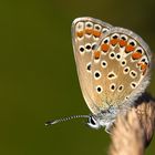 Hauhechel-Bläuling (Polyommatus icarus)