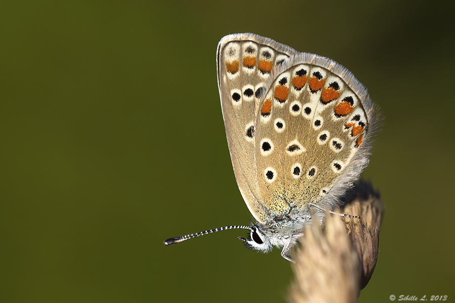 Hauhechel-Bläuling (Polyommatus icarus)